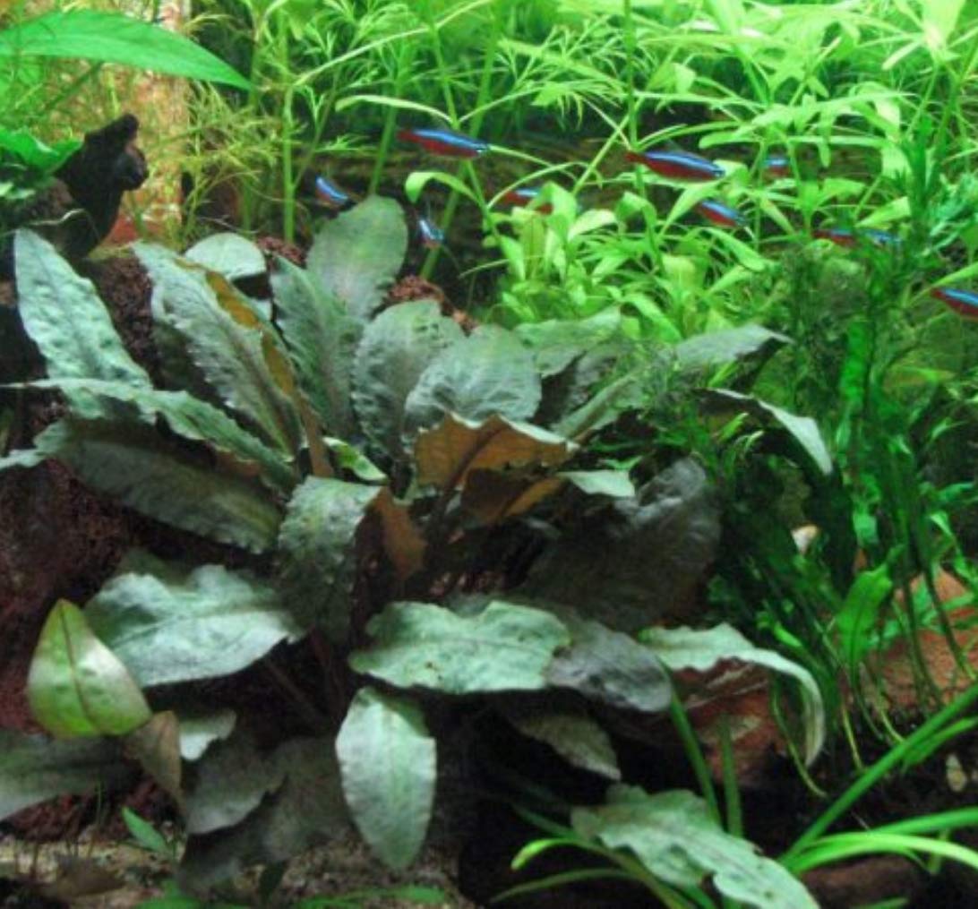 Amazon.com: Cryptocoryne Wendtii Tropica Potted Live Aquarium